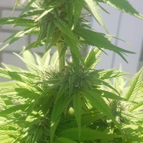 Unknown strain growlog timeline photo