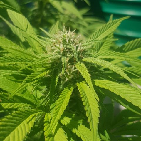 Unknown strain growlog timeline photo