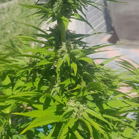 Unknown strain growlog timeline photo