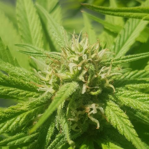 Unknown strain growlog timeline photo