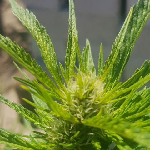Durban Poison growlog timeline photo