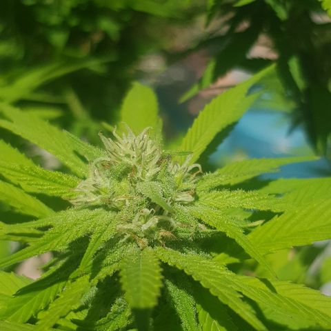 Unknown strain growlog timeline photo