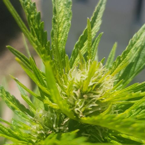 Durban Poison growlog timeline photo