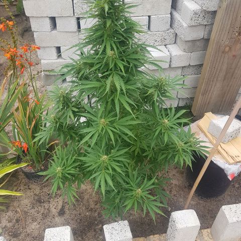 Durban Poison growlog timeline photo