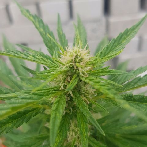 Durban Poison growlog timeline photo