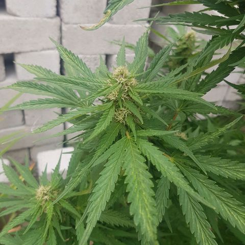 Durban Poison growlog timeline photo
