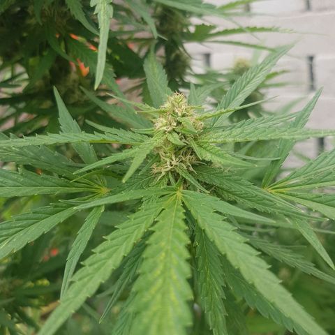 Durban Poison growlog timeline photo