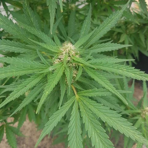 Durban Poison growlog timeline photo