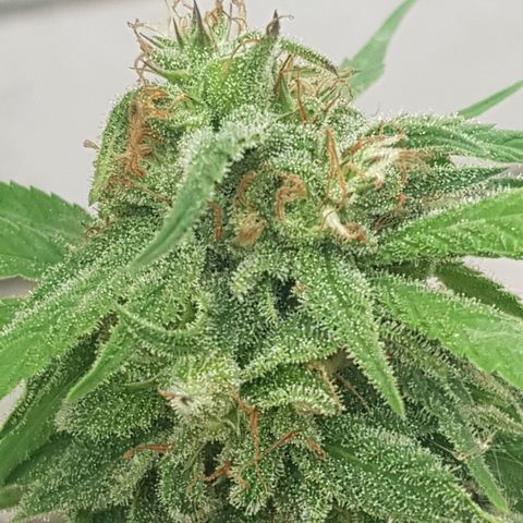 Unknown strain growlog timeline photo