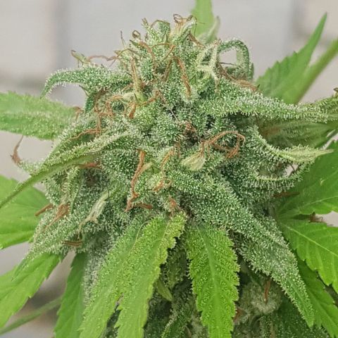 Unknown strain growlog timeline photo
