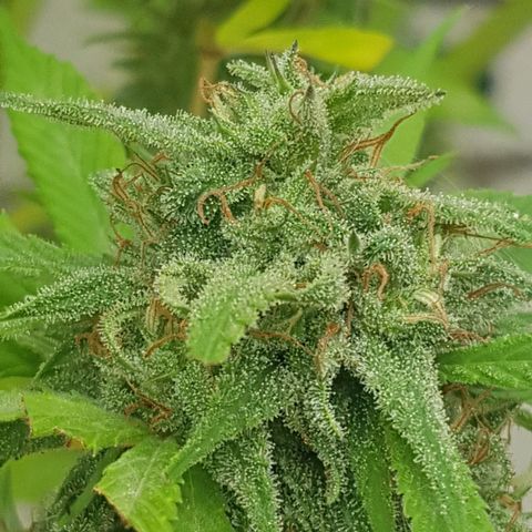 Unknown strain growlog timeline photo