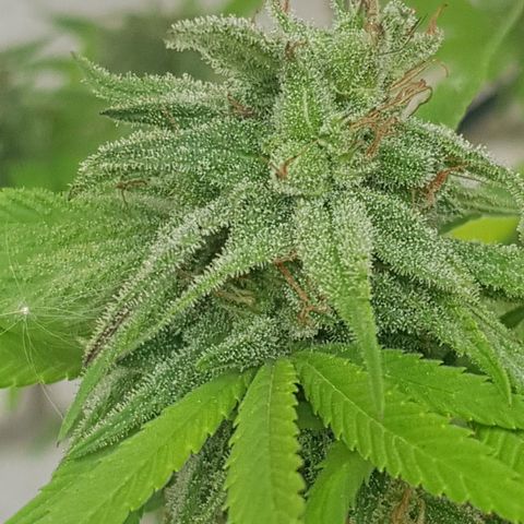 Unknown strain growlog timeline photo