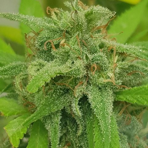 Unknown strain growlog timeline photo