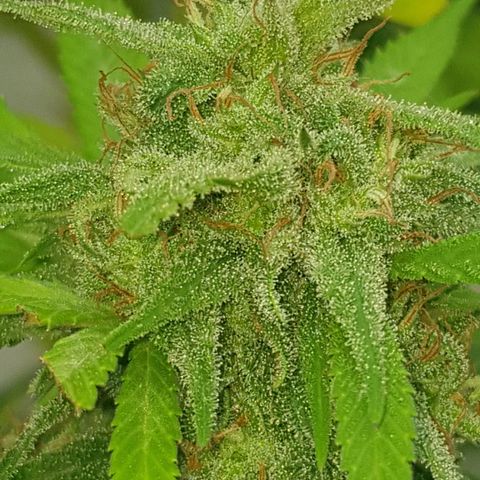 Unknown strain growlog timeline photo