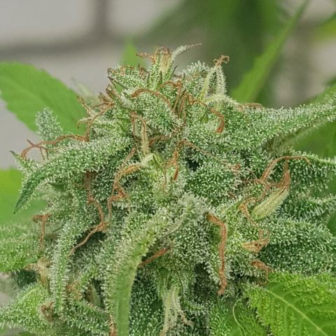 Unknown strain growlog timeline photo