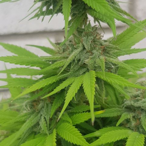 Unknown strain growlog timeline photo