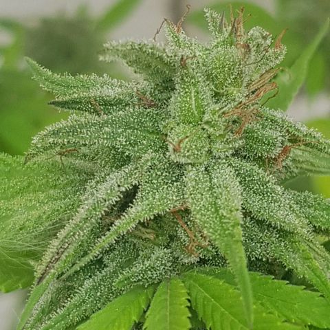 Unknown strain growlog timeline photo