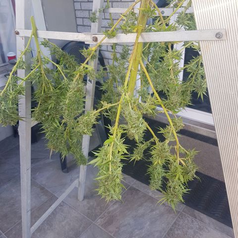 Unknown strain growlog photo: Harvested sunday