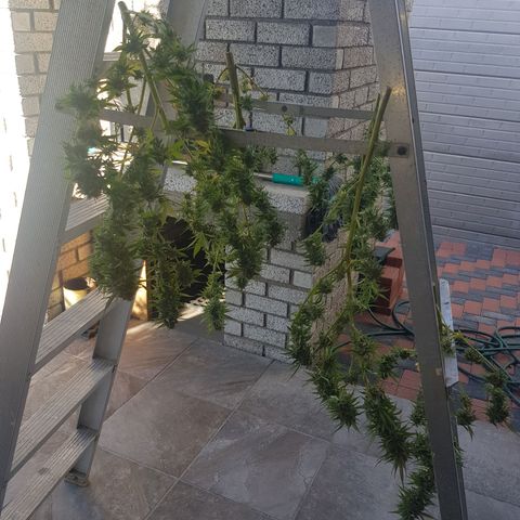 Unknown strain growlog photo: Harvested sunday