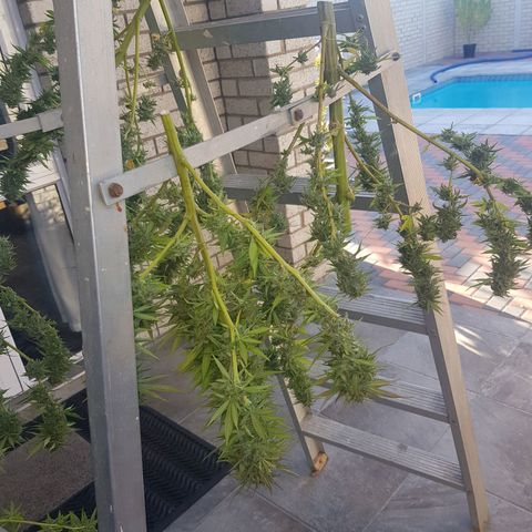 Unknown strain growlog photo: Harvested sunday