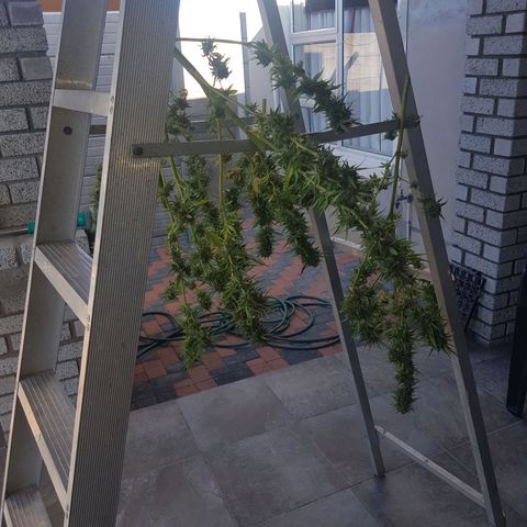 Unknown strain growlog photo: Harvested sunday