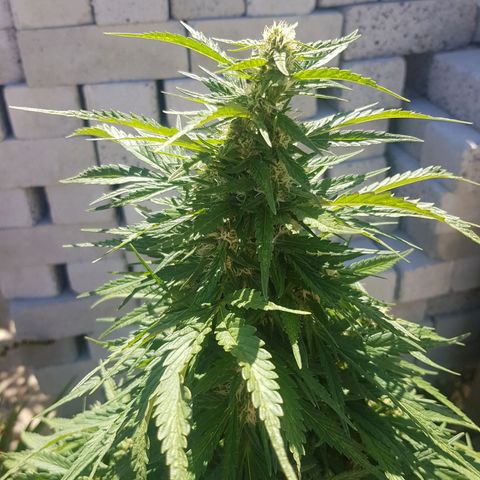 Durban Poison growlog timeline photo