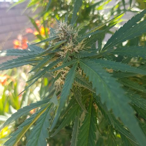 Durban Poison growlog timeline photo
