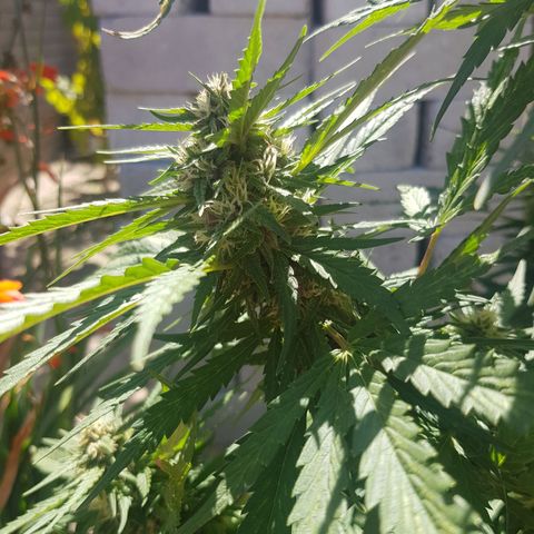 Durban Poison growlog timeline photo