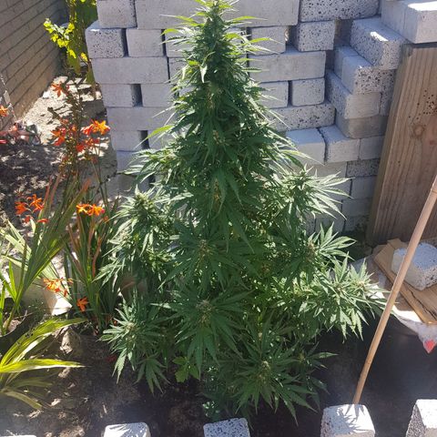 Durban Poison growlog timeline photo