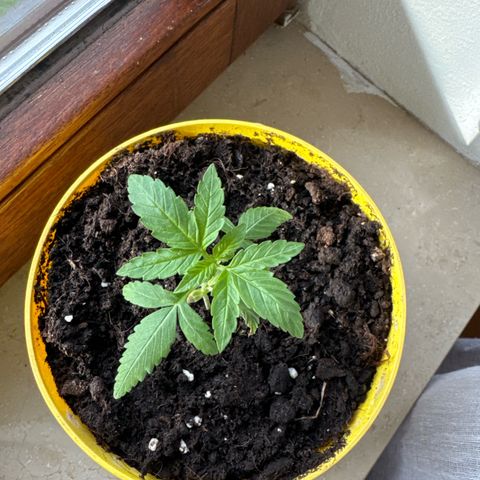 O 3.0 growlog timeline photo