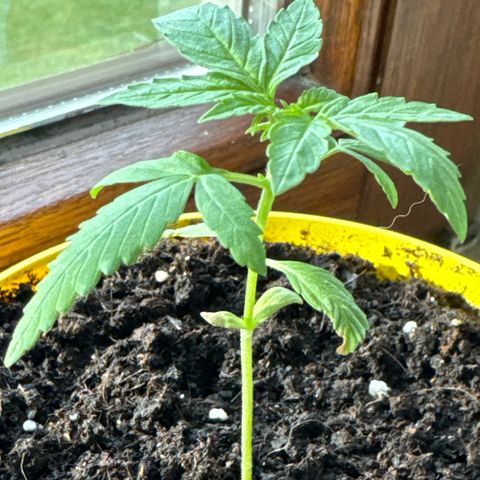 O 3.0 growlog timeline photo