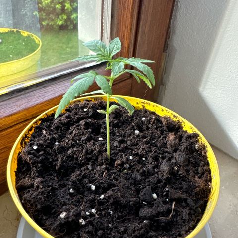O 3.0 growlog timeline photo
