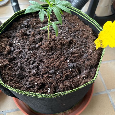 O 3.0 growlog timeline photo