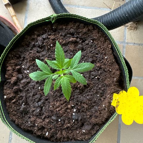 O 3.0 growlog timeline photo