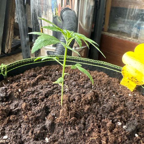 O 3.0 growlog timeline photo