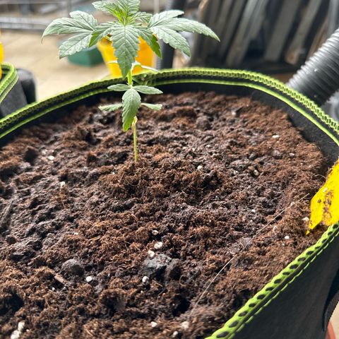 O 3.0 growlog timeline photo