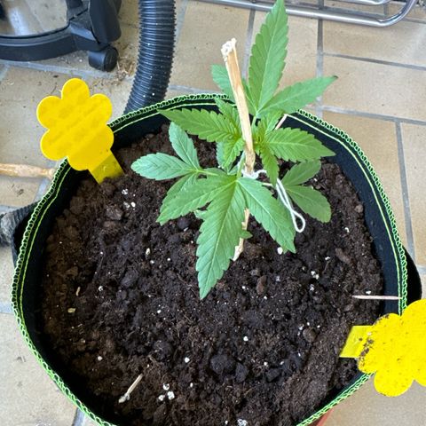 O 3.0 growlog timeline photo