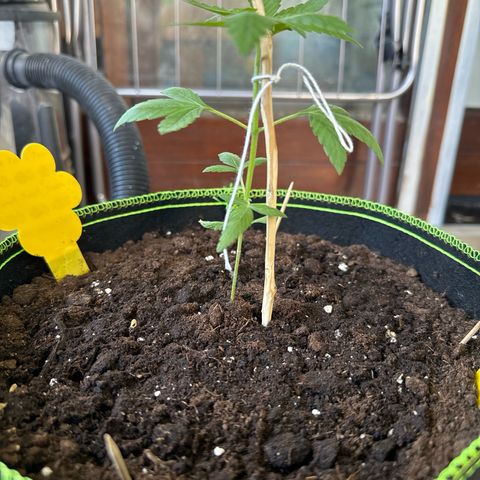 O 3.0 growlog timeline photo