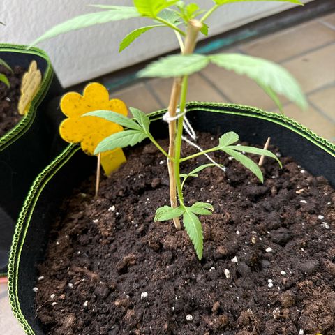 O 3.0 growlog timeline photo