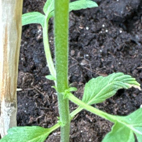 O 3.0 growlog timeline photo