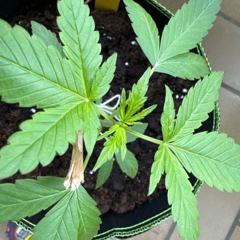 O 3.0 growlog timeline photo