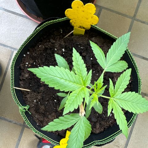 O 3.0 growlog timeline photo