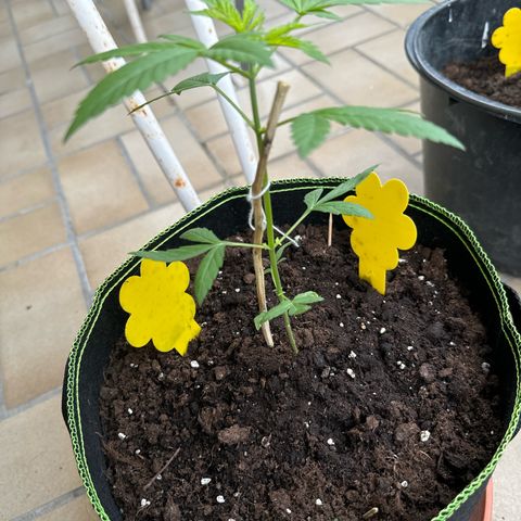 O 3.0 growlog timeline photo