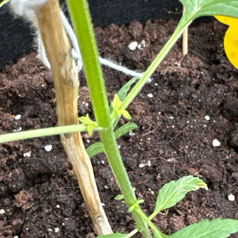 O 3.0 growlog timeline photo