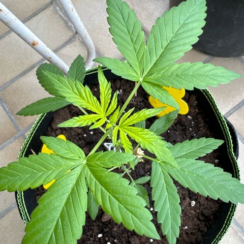 O 3.0 growlog timeline photo