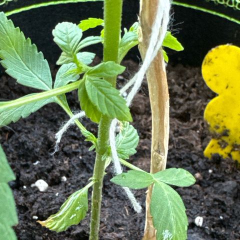 O 3.0 growlog timeline photo