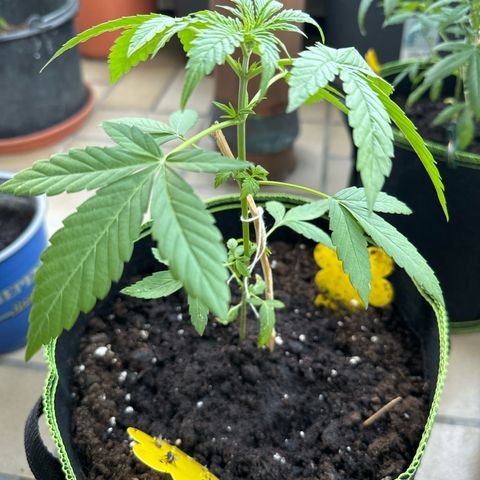 O 3.0 growlog timeline photo
