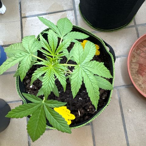 O 3.0 growlog timeline photo