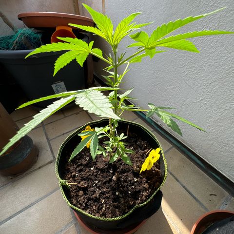O 3.0 growlog timeline photo