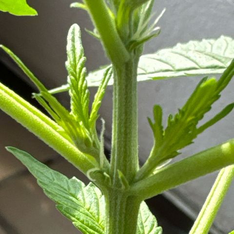 O 3.0 growlog timeline photo